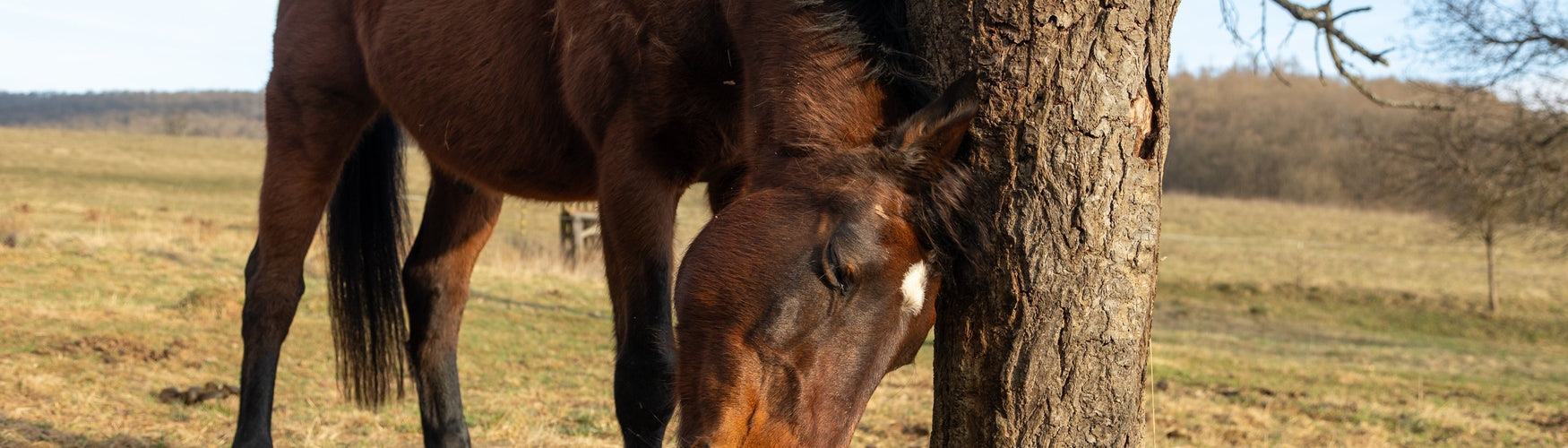 SME bij paarden