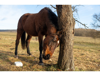SME bij paarden