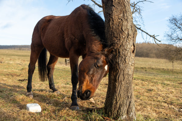 SME bij paarden