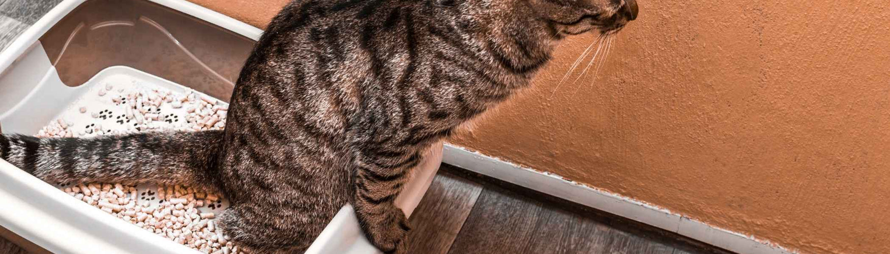 Zo verwijder je kattenurine geur zonder chemische middelen