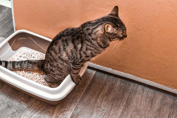 Zo verwijder je kattenurine geur zonder chemische middelen