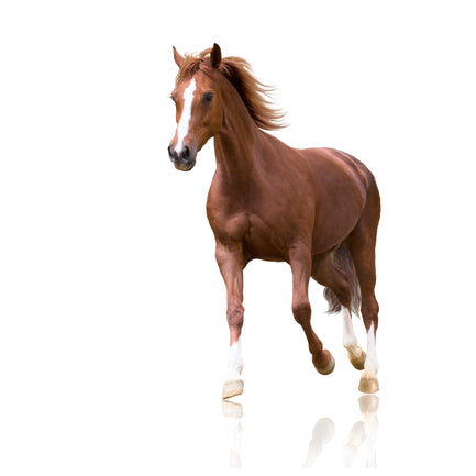 probiotische producten voor paarden