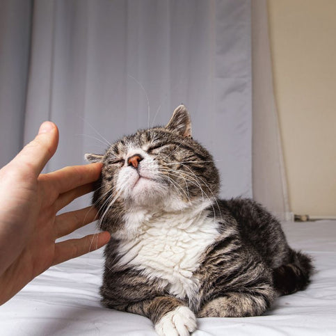 Verzorging voor kat
